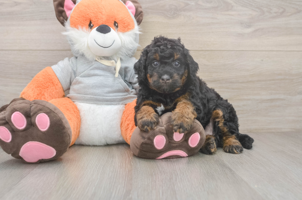 5 week old Mini Bernedoodle Puppy For Sale - Lone Star Pups