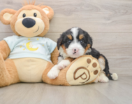 8 week old Mini Bernedoodle Puppy For Sale - Lone Star Pups