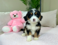 9 week old Mini Bernedoodle Puppy For Sale - Lone Star Pups