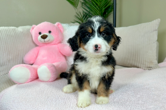 Mini Bernedoodle Pup Being Cute
