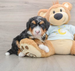 7 week old Mini Bernedoodle Puppy For Sale - Lone Star Pups
