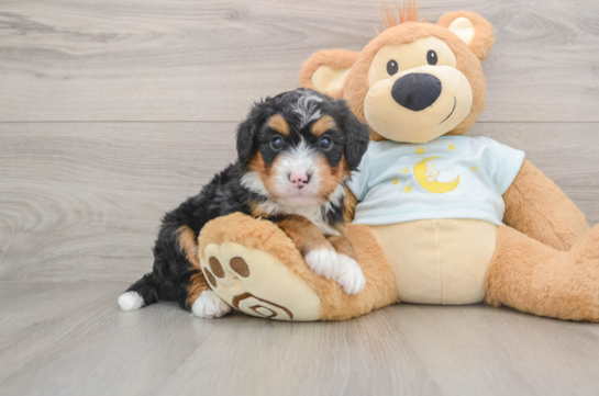 Mini Bernedoodle Pup Being Cute