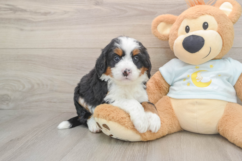 Mini Bernedoodle Puppy for Adoption
