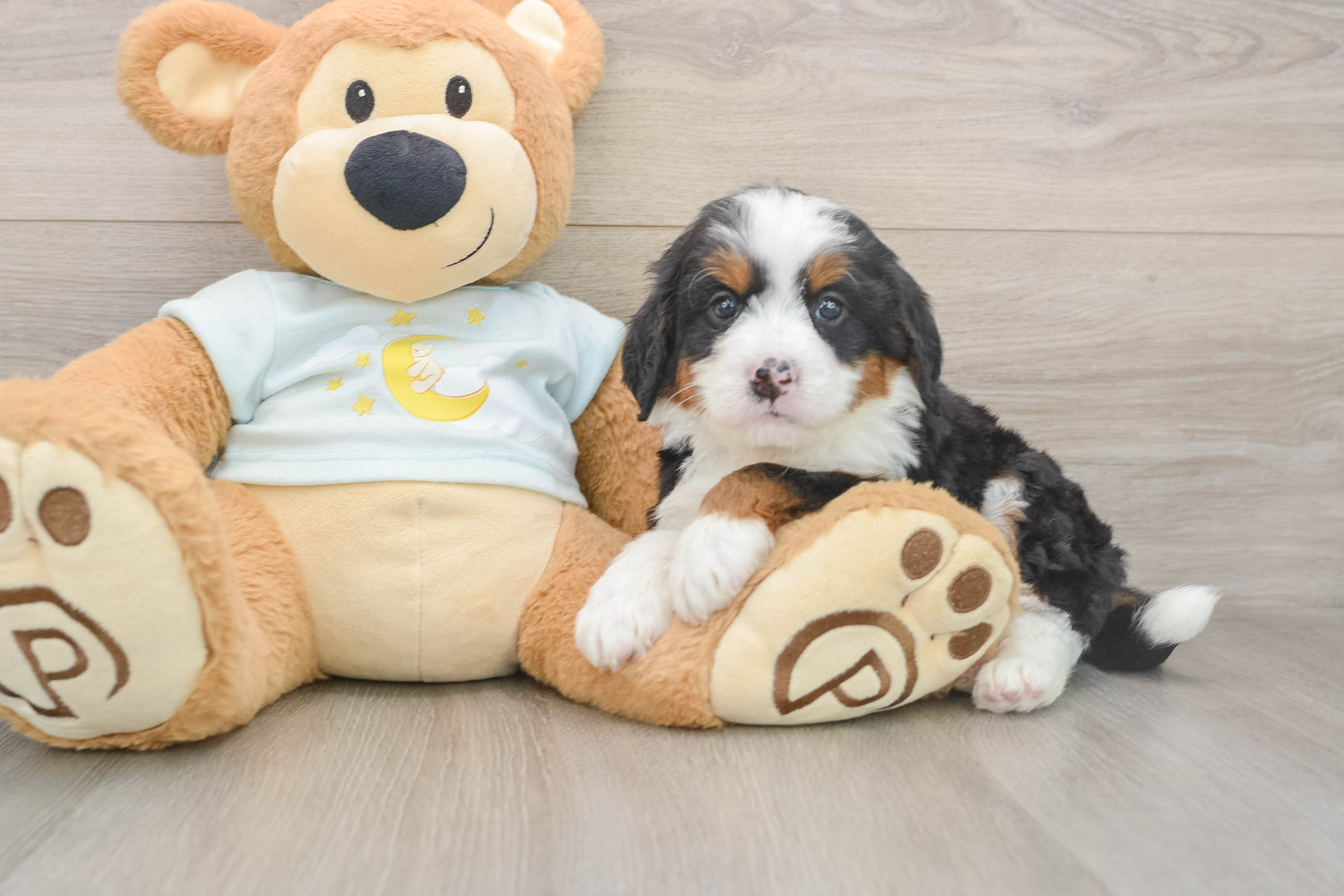 Hypoallergenic Bernese Doodle Poodle Mix Puppy