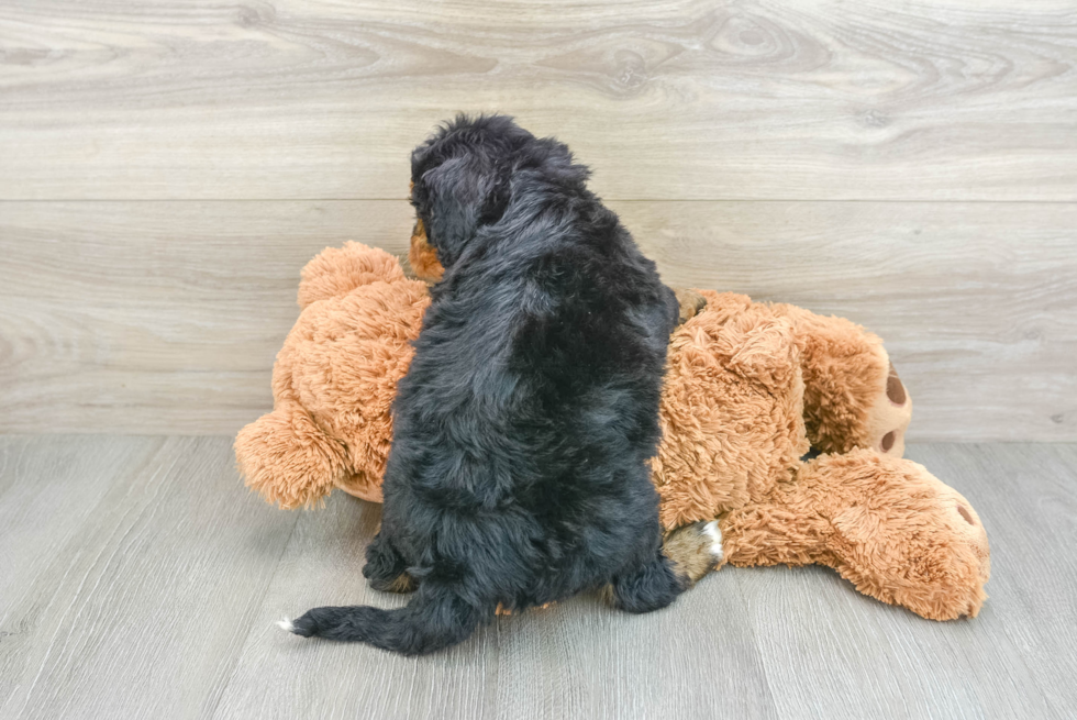 Best Mini Bernedoodle Baby