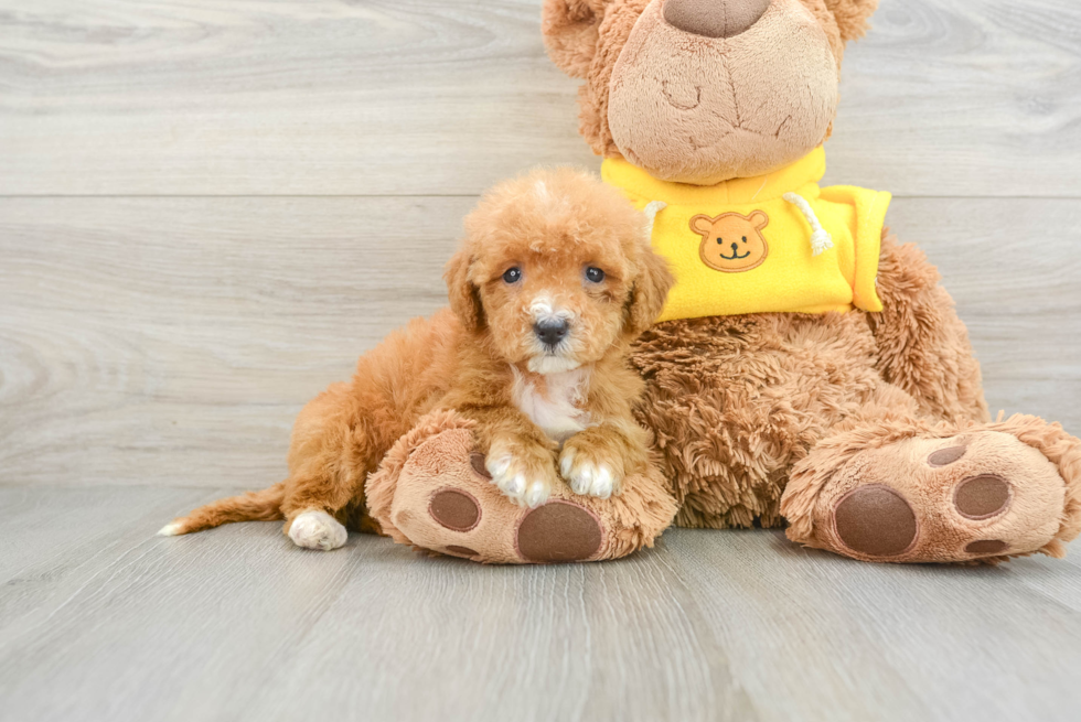 Best Mini Bernedoodle Baby