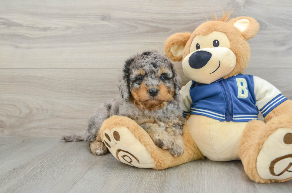 8 week old Mini Bernedoodle Puppy For Sale - Lone Star Pups