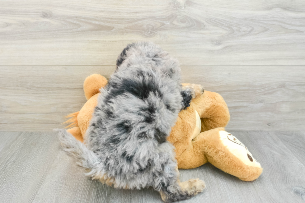 Fluffy Mini Bernedoodle Poodle Mix Pup