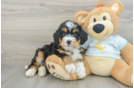 Mini Bernedoodle Puppy for Adoption
