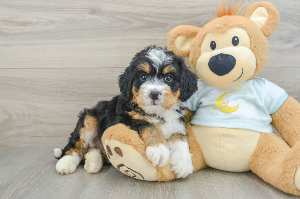 Mini Bernedoodle Puppy for Adoption