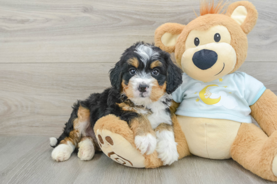 Mini Bernedoodle Puppy for Adoption