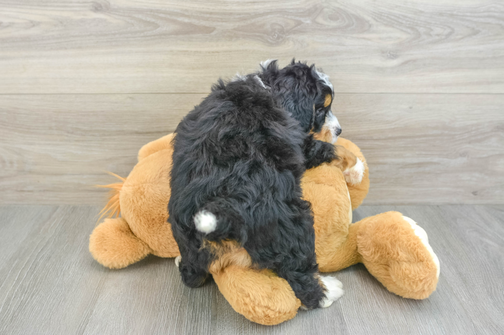 Little Mini Bernesepoo Poodle Mix Puppy