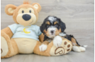 Fluffy Mini Bernedoodle Poodle Mix Pup