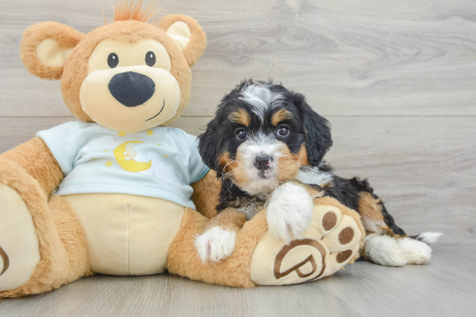 Fluffy Mini Bernedoodle Poodle Mix Pup