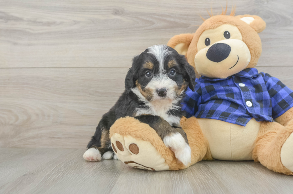 5 week old Mini Bernedoodle Puppy For Sale - Lone Star Pups