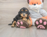 7 week old Mini Bernedoodle Puppy For Sale - Lone Star Pups