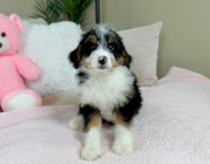 9 week old Mini Bernedoodle Puppy For Sale - Lone Star Pups