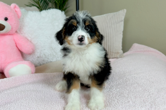 Mini Bernedoodle Pup Being Cute
