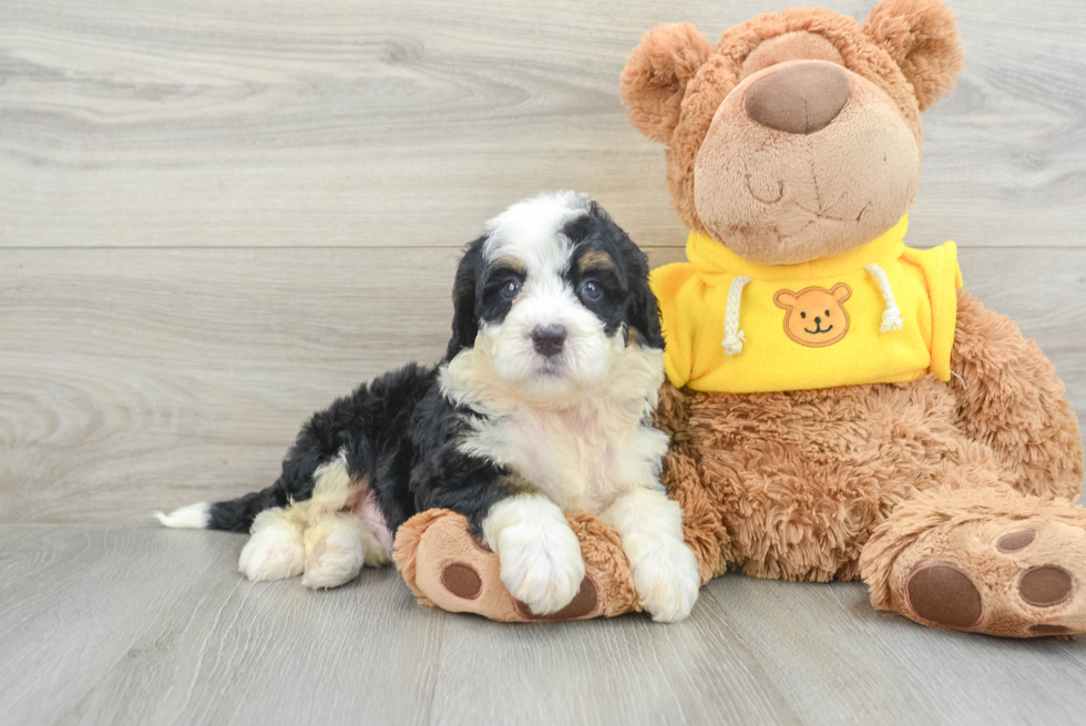 Best Mini Bernedoodle Baby