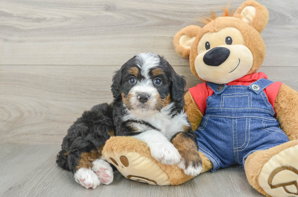 6 week old Mini Bernedoodle Puppy For Sale - Lone Star Pups