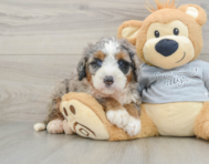 7 week old Mini Bernedoodle Puppy For Sale - Lone Star Pups