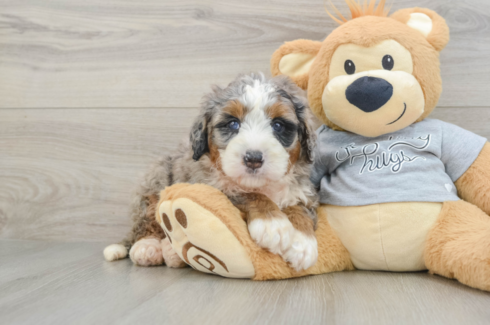 5 week old Mini Bernedoodle Puppy For Sale - Lone Star Pups