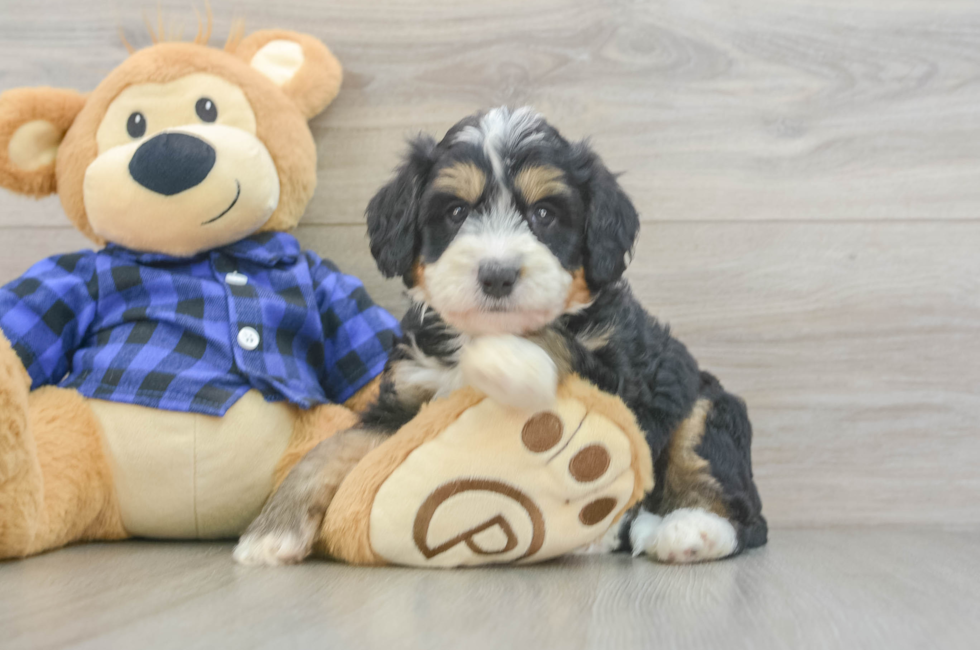 5 week old Mini Bernedoodle Puppy For Sale - Lone Star Pups