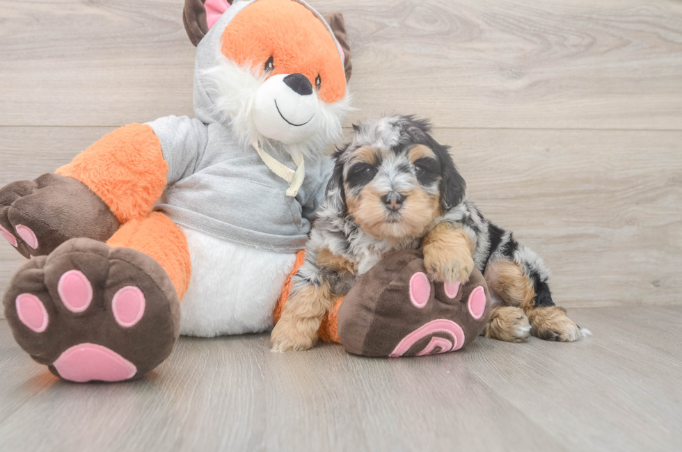 5 week old Mini Bernedoodle Puppy For Sale - Lone Star Pups