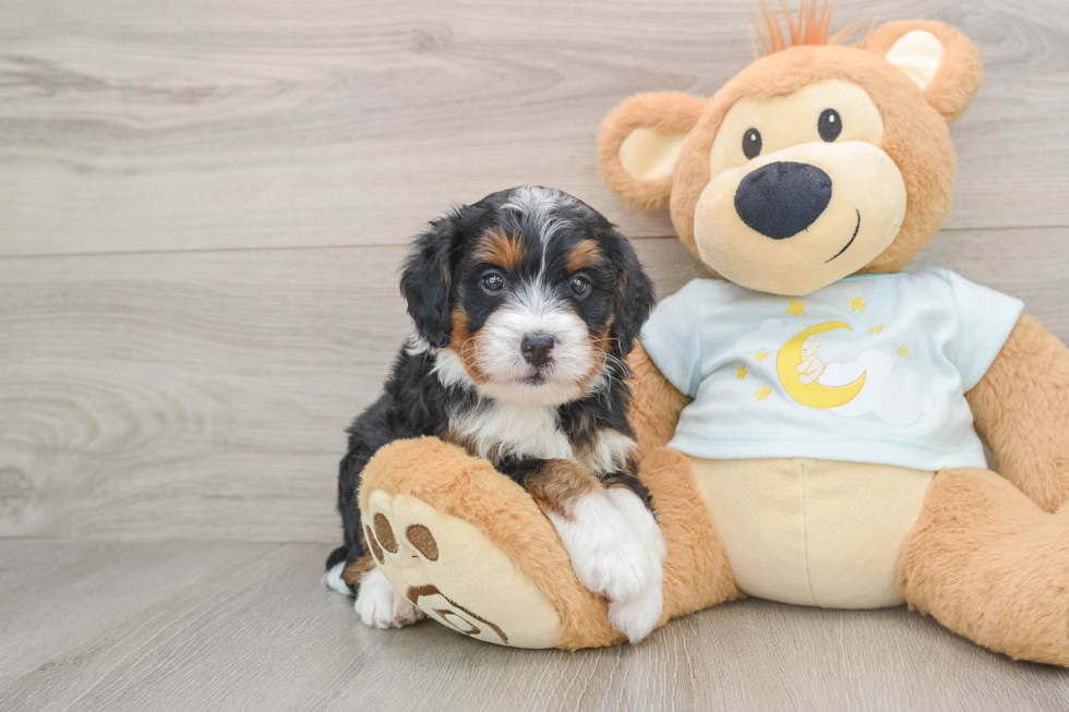Mini Bernedoodle Puppy for Adoption