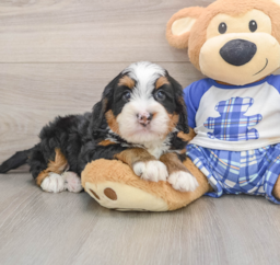 6 week old Mini Bernedoodle Puppy For Sale - Lone Star Pups