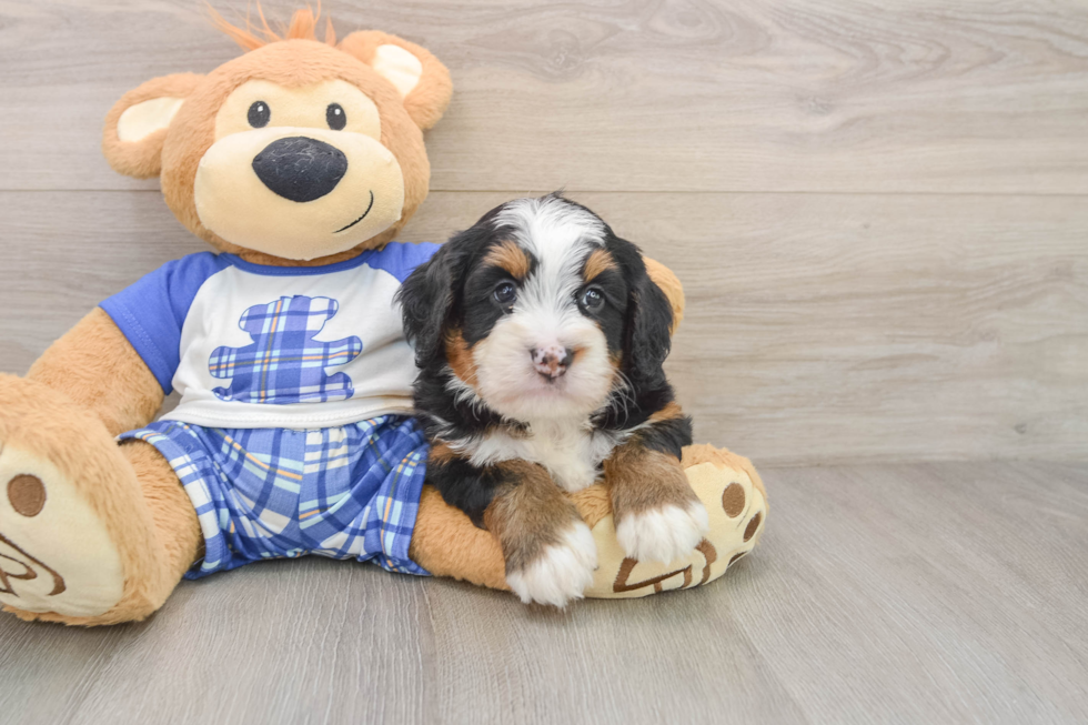 Mini Bernedoodle Pup Being Cute