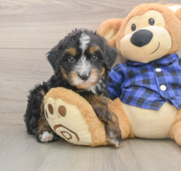 7 week old Mini Bernedoodle Puppy For Sale - Lone Star Pups