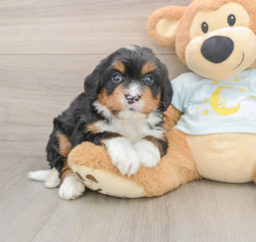 5 week old Mini Bernedoodle Puppy For Sale - Lone Star Pups