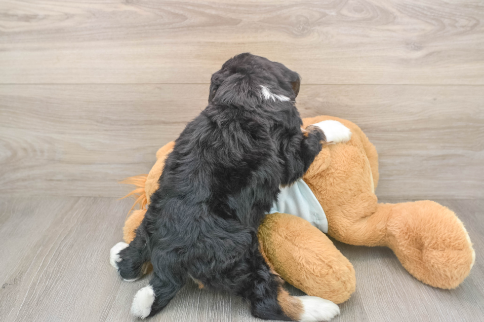 Mini Bernedoodle Pup Being Cute