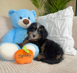 8 week old Mini Bernedoodle Puppy For Sale - Lone Star Pups