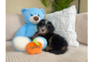 Cute Mini Bernedoodle Baby