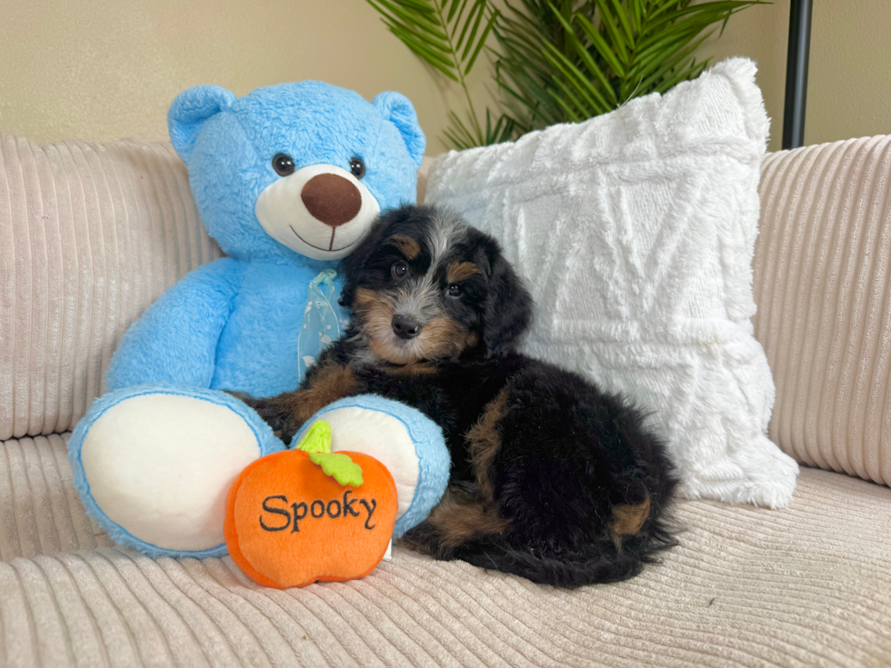 Cute Mini Bernedoodle Baby