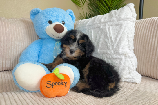 Cute Mini Bernedoodle Baby