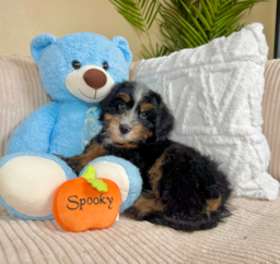 9 week old Mini Bernedoodle Puppy For Sale - Lone Star Pups