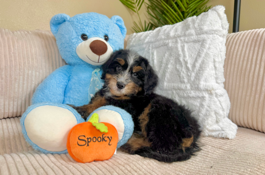 Cute Mini Bernedoodle Baby