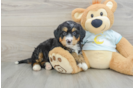 Mini Bernedoodle Puppy for Adoption