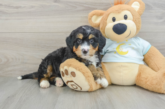 Mini Bernedoodle Puppy for Adoption