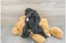 Playful Mini Bernadoodle Poodle Mix Puppy