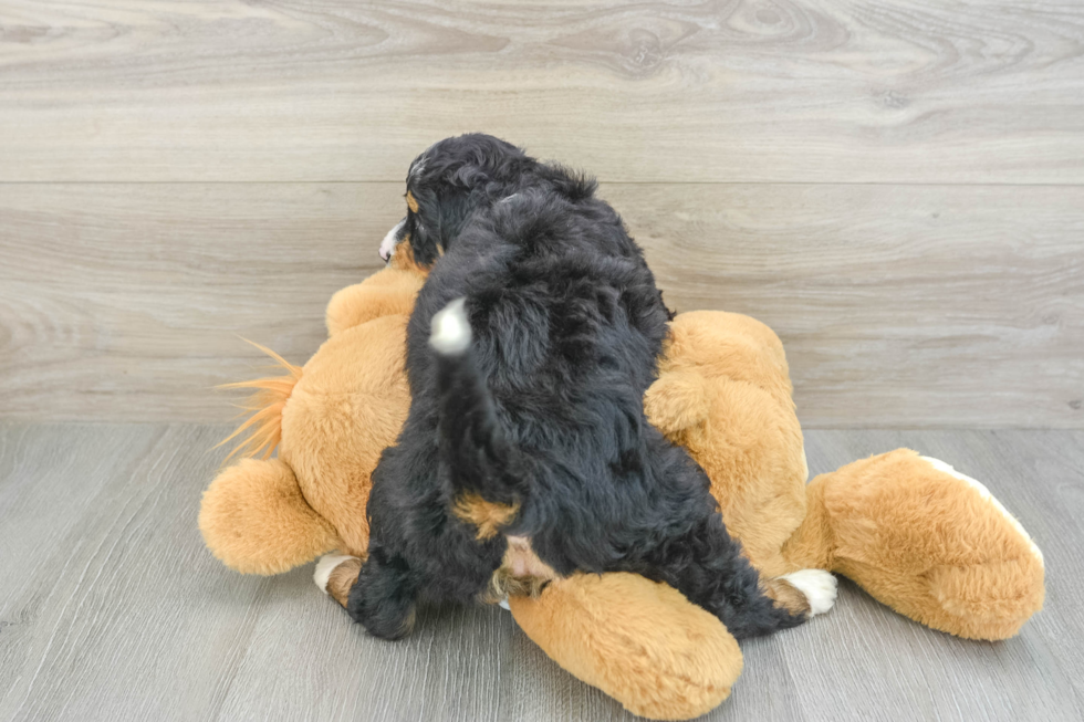 Playful Mini Bernadoodle Poodle Mix Puppy