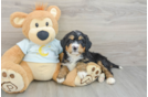 Mini Bernedoodle Pup Being Cute