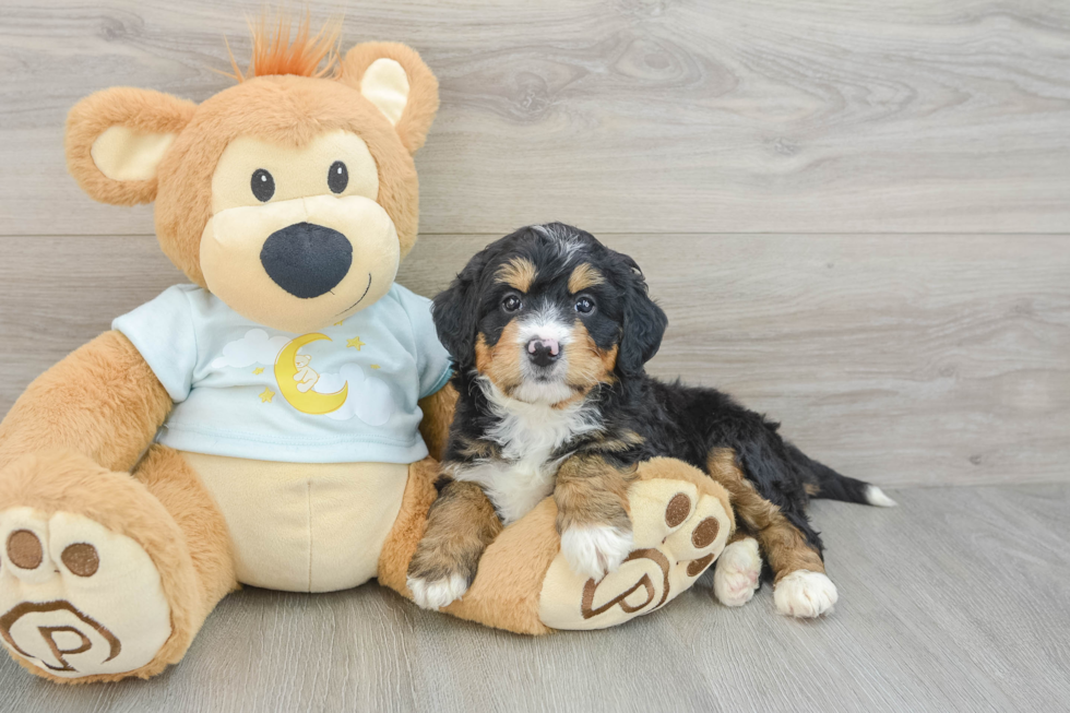 Mini Bernedoodle Pup Being Cute