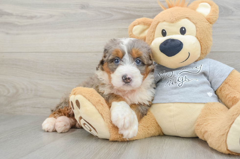 5 week old Mini Bernedoodle Puppy For Sale - Lone Star Pups