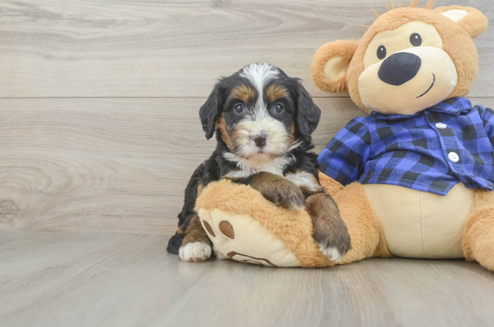 5 week old Mini Bernedoodle Puppy For Sale - Lone Star Pups