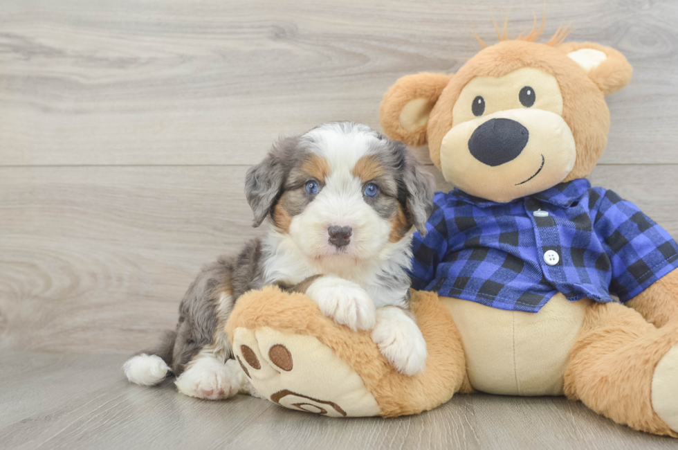 5 week old Mini Bernedoodle Puppy For Sale - Lone Star Pups