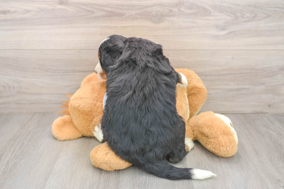 Little Bernadoodle Poodle Mix Puppy